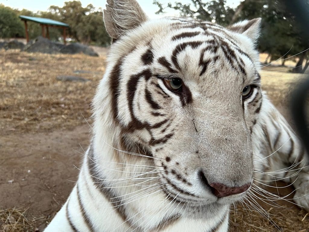 tigers